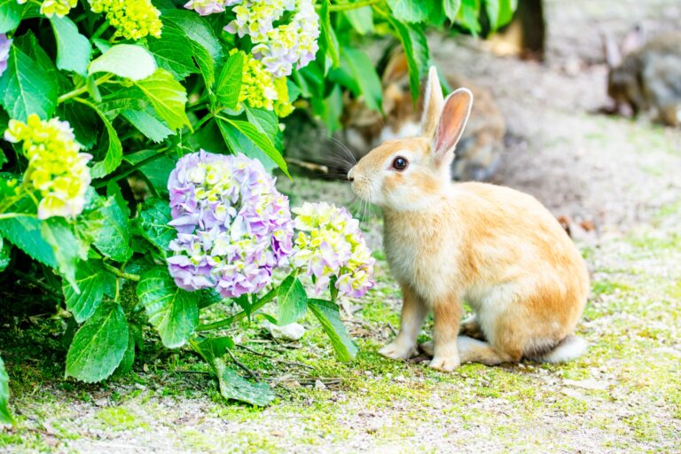 Can Rabbits Safely Consume Hydrangea?