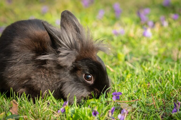 Are Dwarf Rabbits Cuddly? Everything You Need to Know