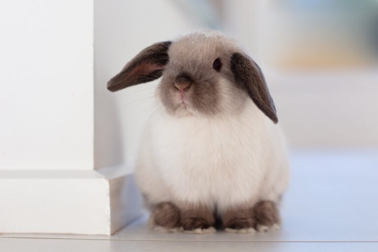 Are Mini Lops Good for Beginners? A Guide to Choosing the Right Rabbit Breed