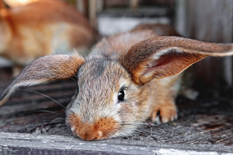 How to Improve Your Rabbit’s Health