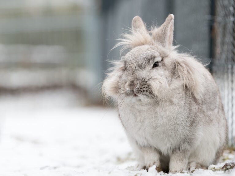 Do Dwarf Rabbits Have Health Problems? Exploring Common Health Concerns
