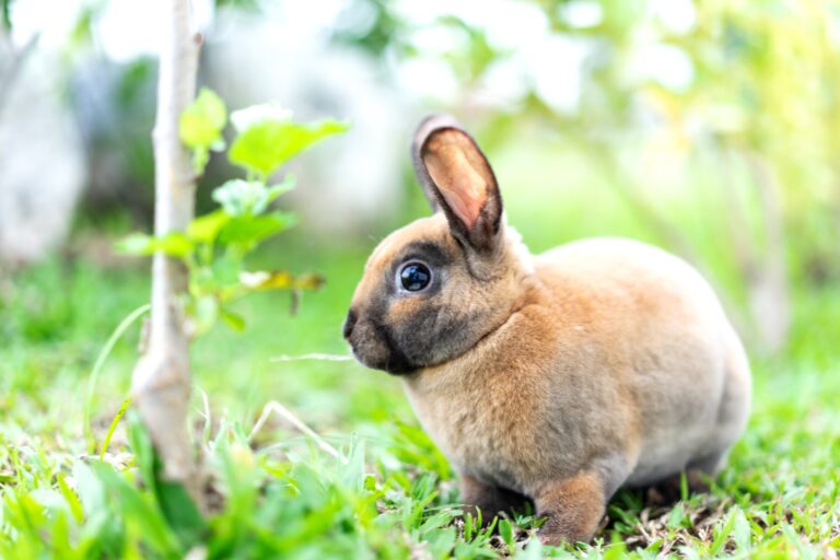 How much is a Mini Rex worth? A Guide to Mini Rex Prices