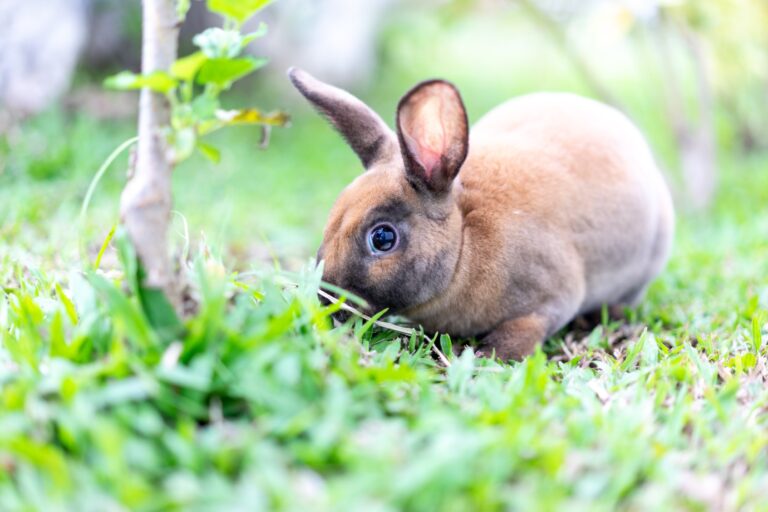 How Big Will a Mini Rex Get? A Guide to Mini Rex Rabbit Size