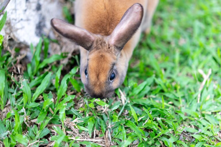 Are Mini Rex Good Pets? Pros and Cons to Consider