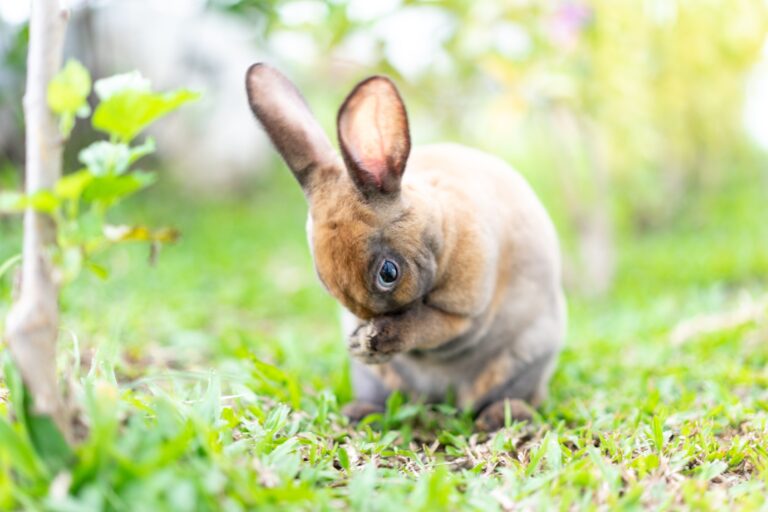 Are Mini Rex Rabbits Intelligent? A Comprehensive Review