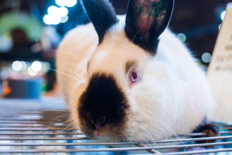 Are Californian Rabbits Rare? Exploring the Popularity and Availability of this Unique Breed