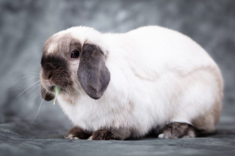 High Maintenance Mini Lop Rabbits: What You Need to Know