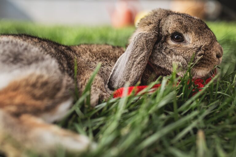 Best Leashes for Rabbits: Top 5 Picks for Safe and Comfortable Walks