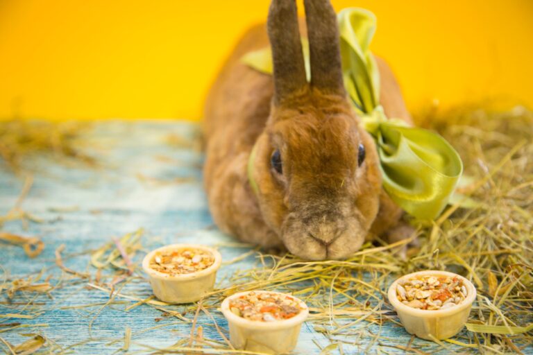 Best Foods for Rabbits: A Guide to a Healthy Diet