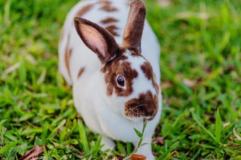 What Are the Basic Needs of a Rabbit? A Comprehensive Guide