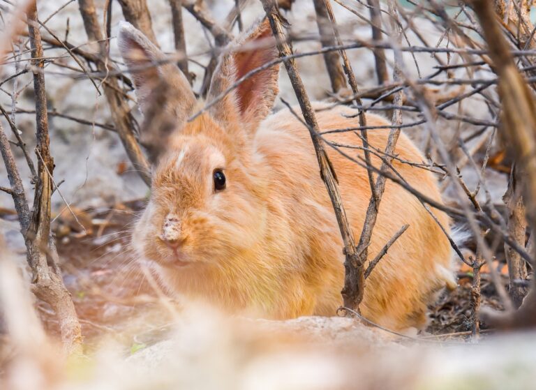 Rabbit Behavior: Understanding the Likelihood of Running Away When Let Outside