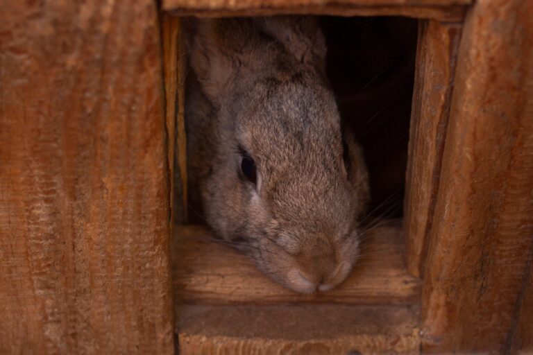 Why Your Rabbit Refuses to Use the Litter Box: Common Causes and Solutions