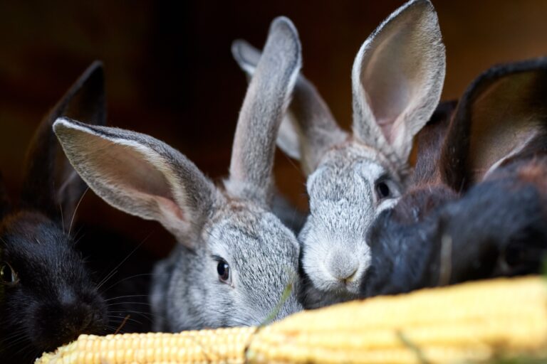 Should Rabbits Be Covered At Night? Pros And Cons
