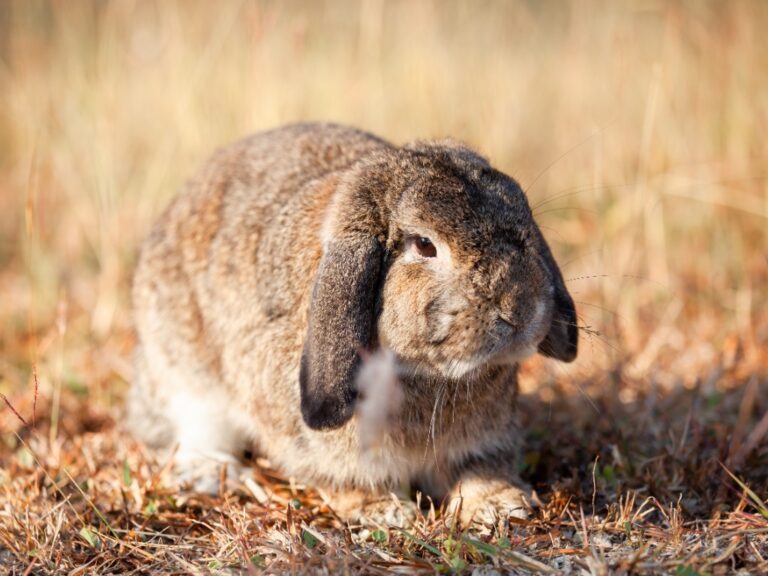 Do Holland Lop bunnies smell? A guide to understanding the odor levels of Holland Lop rabbits