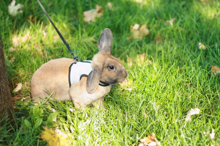 Is It Cruel to Put a Rabbit on a Lead? A Look at the Pros and Cons