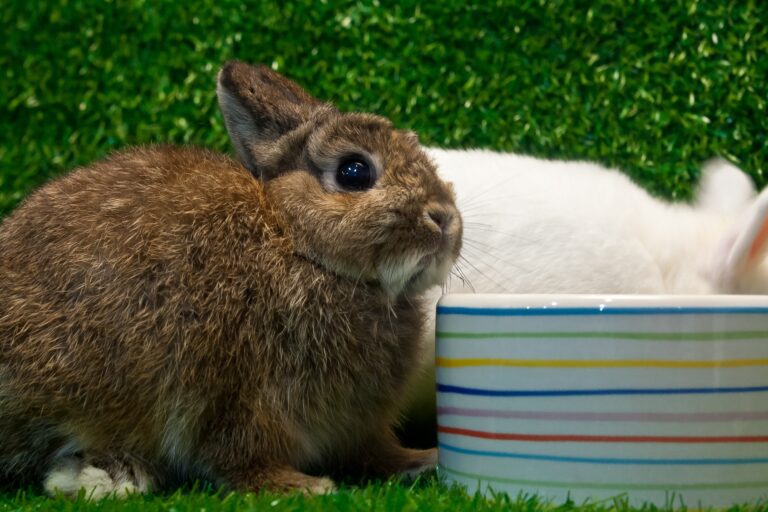What Do Netherland Dwarf Bunnies Like? A Guide to Their Favorite Foods and Activities