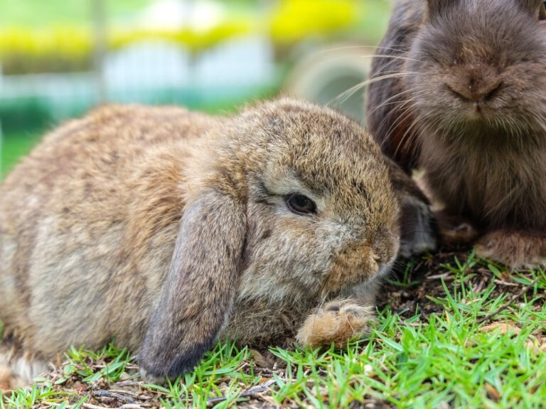 Do Holland Lop Bunnies Need Baths? A Guide to Proper Rabbit Hygiene