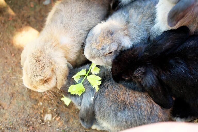 Can Rabbits Eat Celery? A Guide to Feeding Your Bunny Safely
