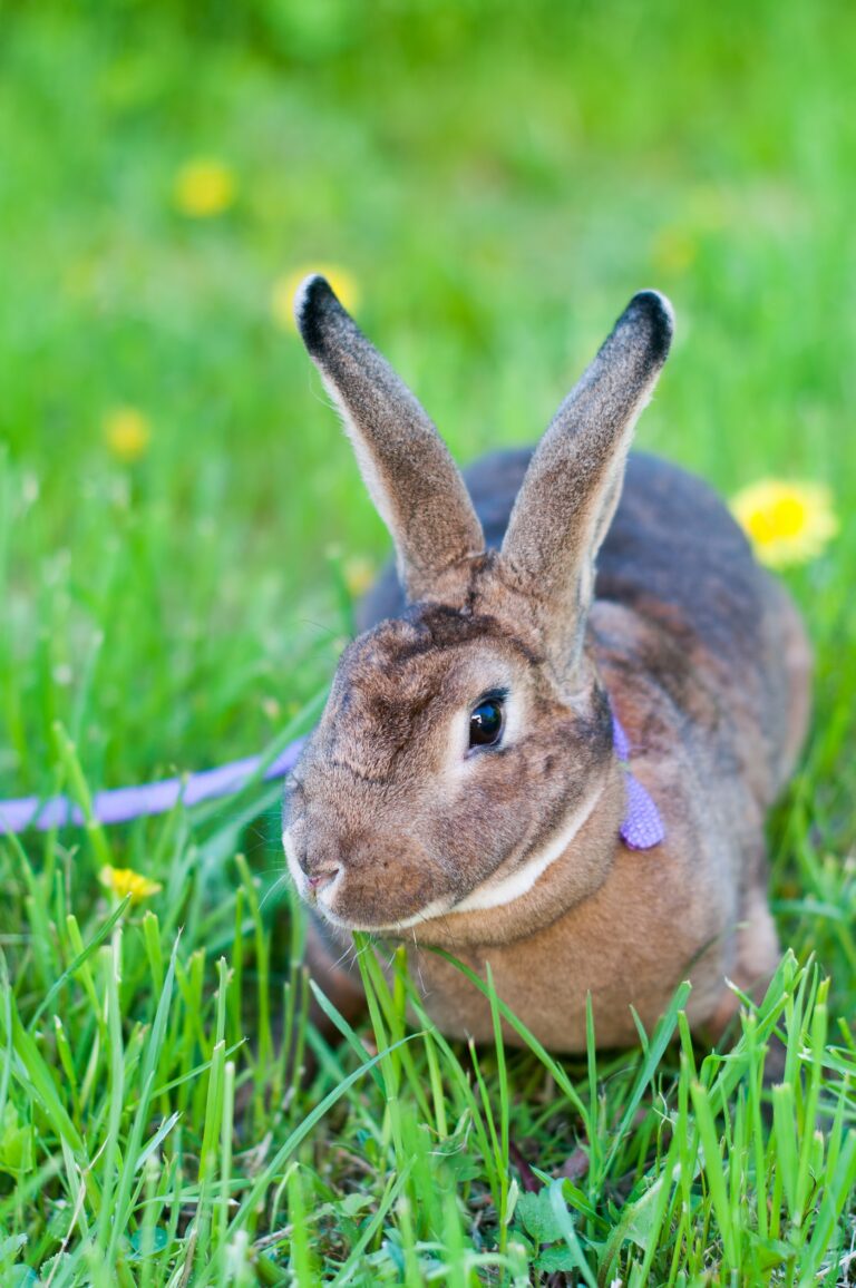 Can You Train A Rabbit On A Leash? Tips And Tricks