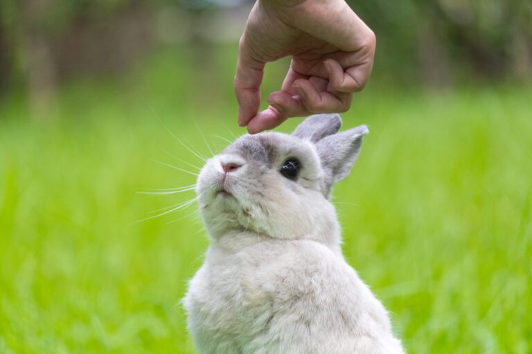 Do Dutch Rabbits Like to be Held? A Guide to Rabbit Handling