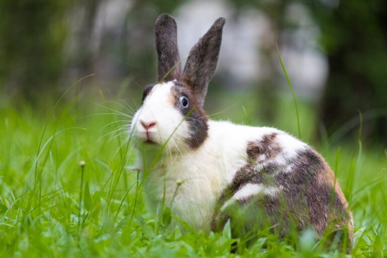 Are Dutch Rabbits Rare? A Look at Their Popularity and Availability