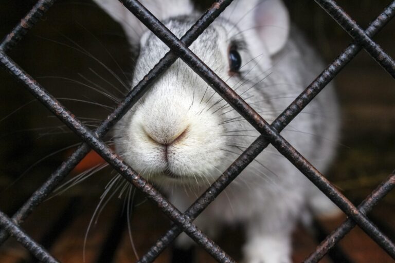 Is It Cruel To Keep A Rabbit Alone? Examining The Impact Of Solitary Living On Rabbits’ Well-Being