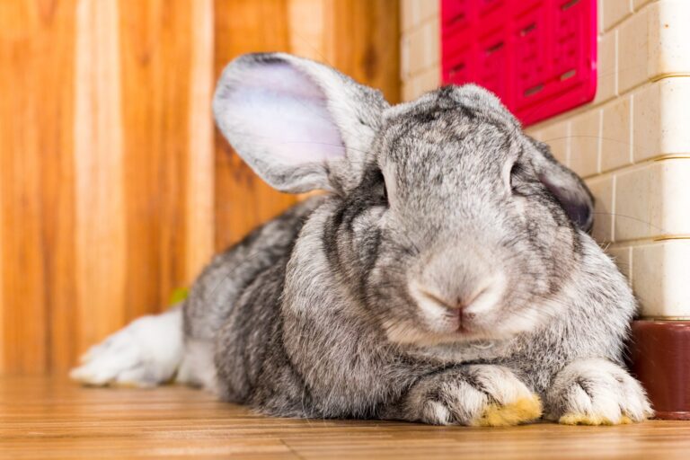 Do Rabbits Poop a Lot? Understanding Rabbit Digestion and Bathroom Habits
