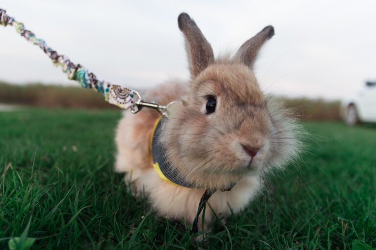 When to Start Training Your Rabbit for a Harness